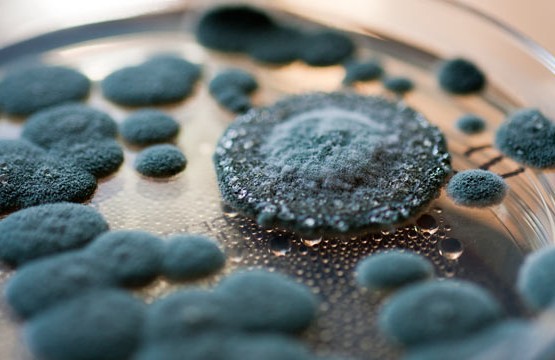 Black-Mold-Plate-555x360